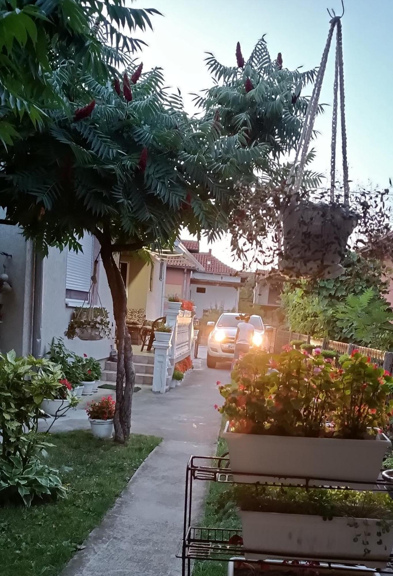 Apartman "Dom Stankovica" Pirot Exterior photo